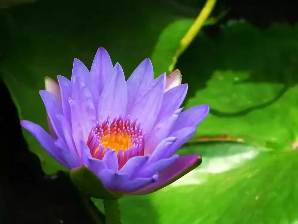 阿联酋-孔雀草
