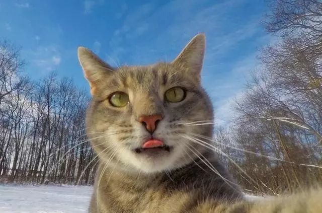 猫咪manny的网红自拍照