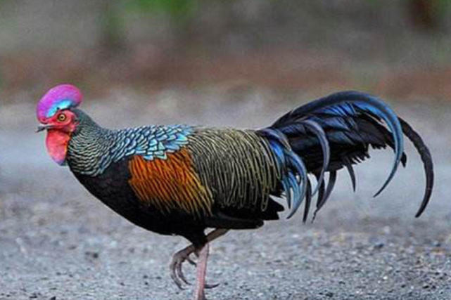 4种羽毛既漂亮又颜值的鸡,第一种像彩虹,最后一种中国