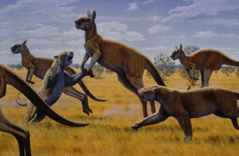 澳大利亚历史上最大的食肉哺乳动物:袋狮