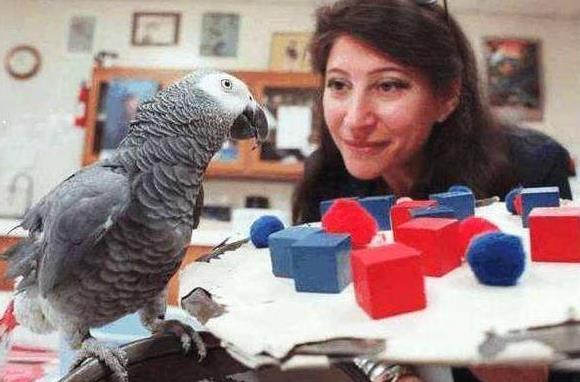 地球上智商最高的动物:能计算,会英语,还可回想