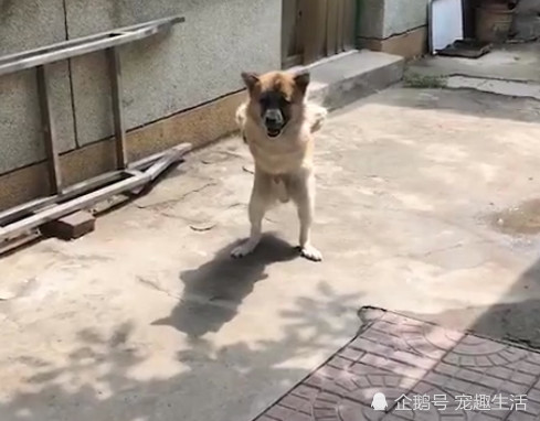 狗狗插着腰直立行走,像是一老大爷,转身一看,画面让人心痛