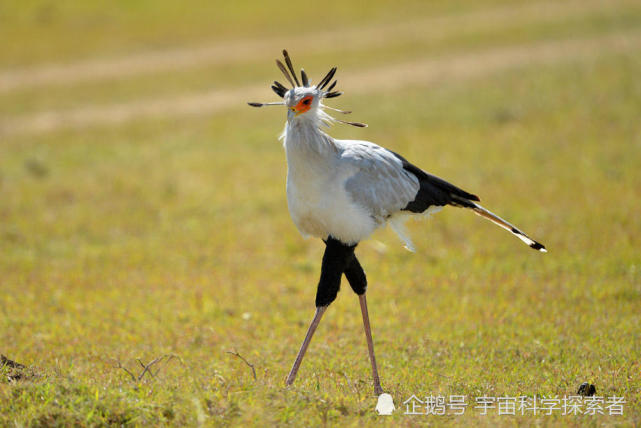 这种鸟腿部极长,在非洲草原上横行霸道,毒蛇见到它掉头就跑