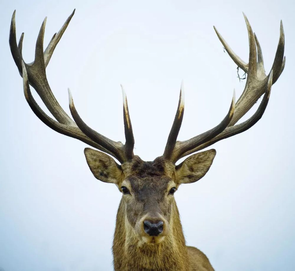 二年级上册课文《日月潭》| “丽”原来是一对美丽的鹿角