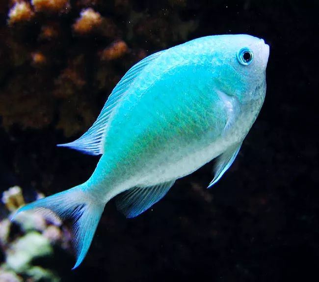 青魔是我们最习惯饲养在礁岩生态水族箱中的观赏鱼,它们温和,好养