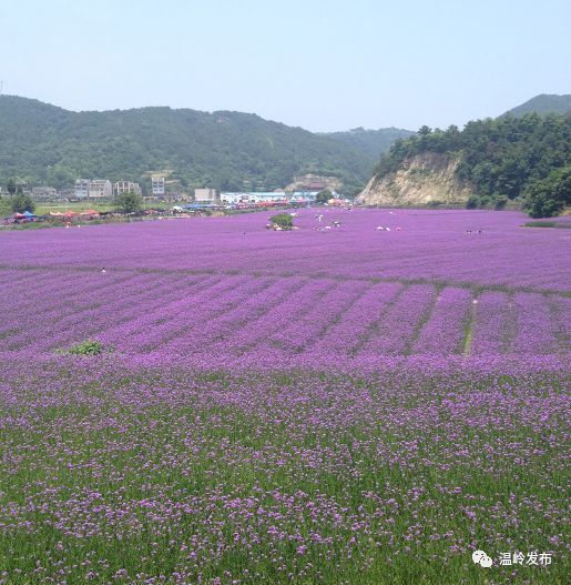 温岭这个村的花海你去过吗?