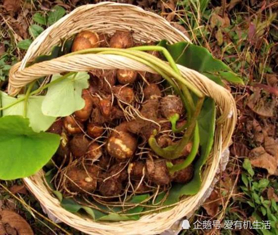 农村的秋天,有一种记忆叫挖芋头,你有多久没