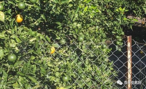 农村果园不想花钱修围栏,种什么植物可以防贼?进来了解一下