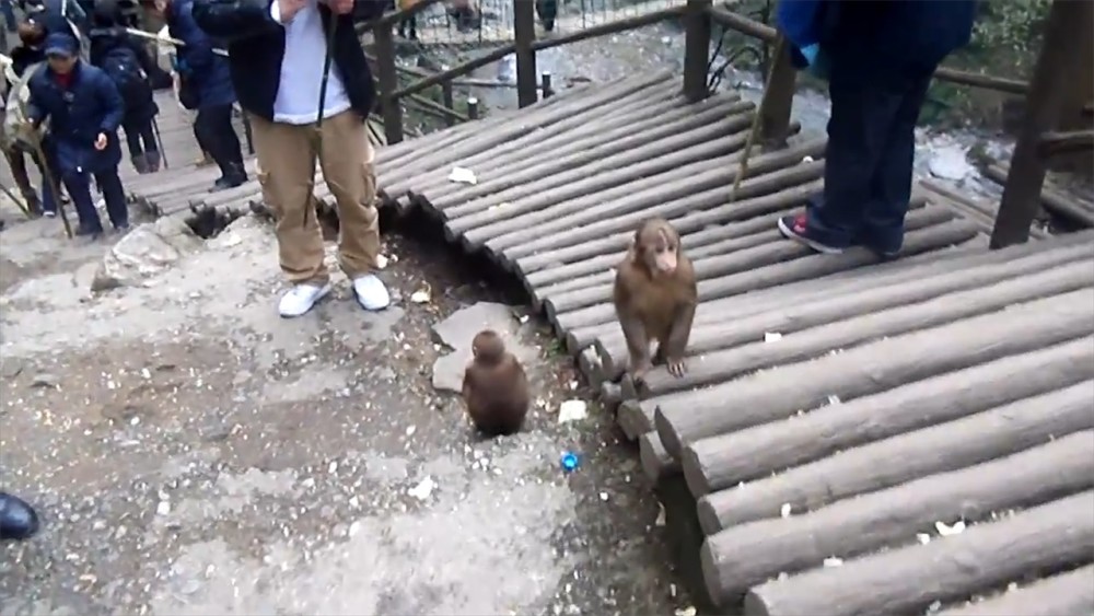 峨眉山上的猴子经常拦路打劫,却最怕这样东西