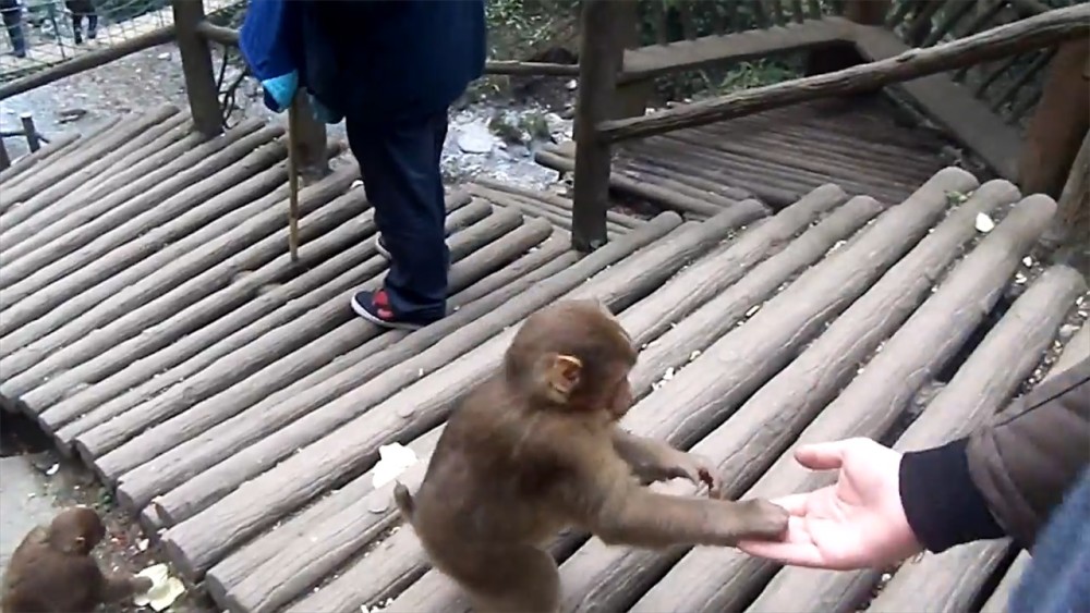 峨眉山上的猴子经常拦路打劫,却最怕这样东西