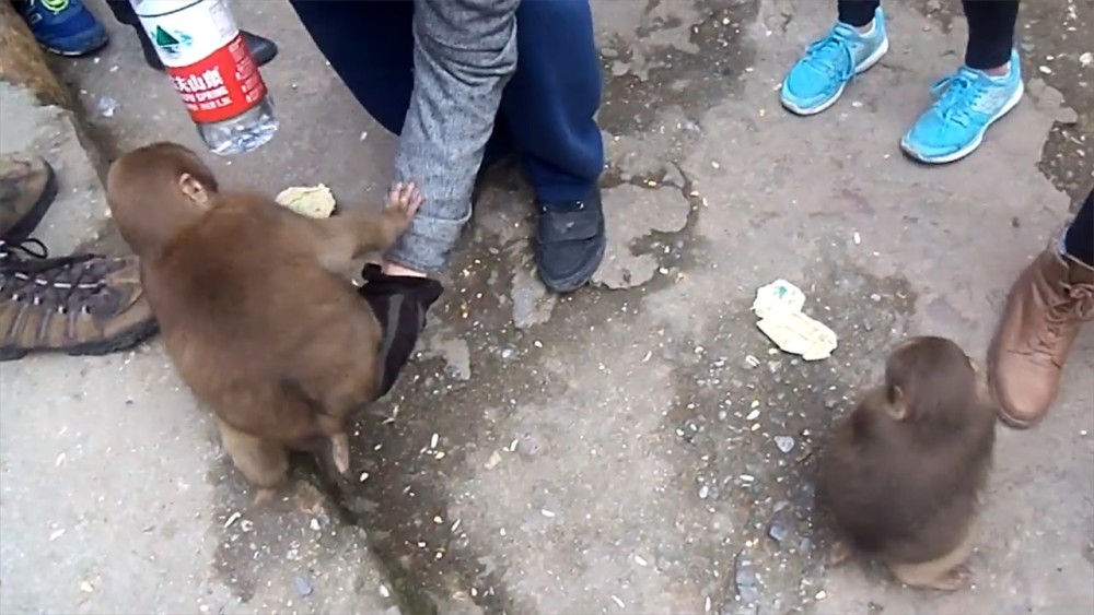 峨眉山上的猴子经常拦路打劫,却最怕这样东西