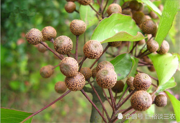 农村这种能润肺止咳的植物,果子很小,农村娃都吃过,你认识吗?