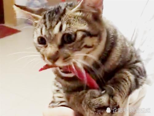 小猫咪非要吃辣椒,主人无奈给它尝了一口,猫咪