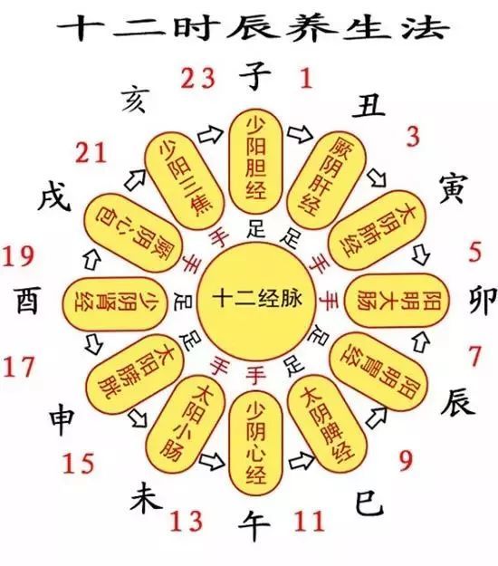 十二时辰养生大法:了解十二时辰对应脏腑图,让你脉络通畅心如水(推荐