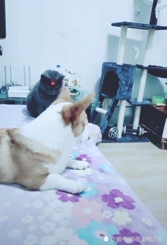柯基追激光猛然发现落到猫头上,狗子秒怂,只因