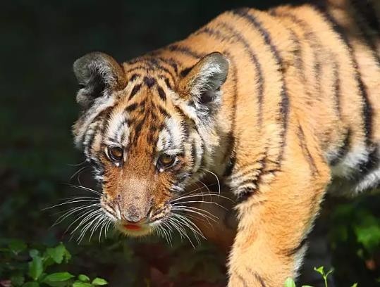 华南虎在野外灭绝了吗?圈养的华南虎生活得还