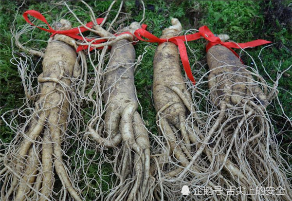 为什么说挖人参不绑红绳,人参会跑掉呢?实拍挖