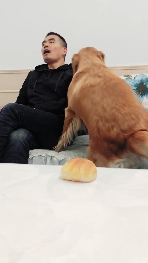 主人唱歌太难听,金毛狗狗听了不乐意,狗狗的做法亮了