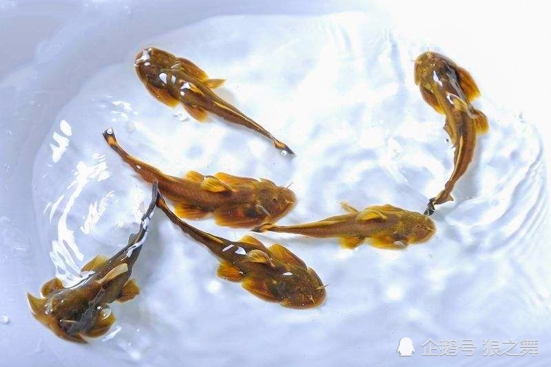 石爬鮡