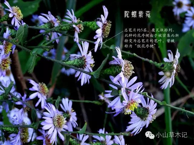 菊科compositae>>紫菀属 三脉紫菀在宁波山野最为常见,而且常常成片