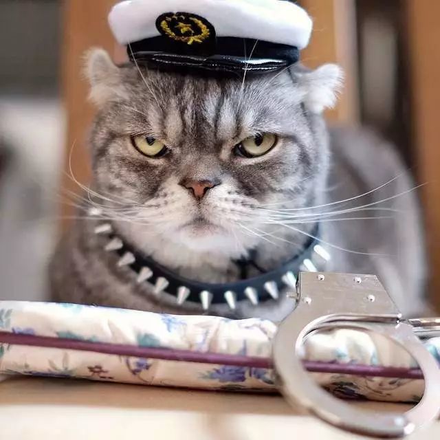 这只猫的铲屎官压力一定很大吧?这臭脸看着好对男生女生浪图片