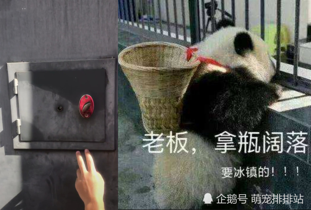 大熊猫为求上镜表情cos图片,熊猫:图片,拿瓶谢谢老板信微的实力表情包图片