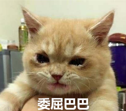 主人批评猫咪几句,猫咪瞬间眼泪汪汪,哭唧唧的样子