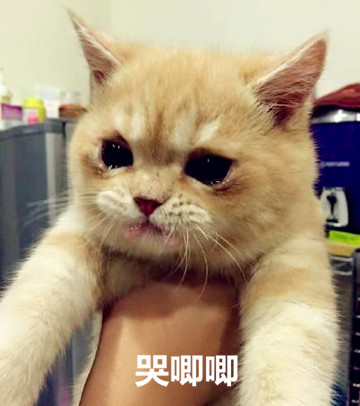 主人批评猫咪几句,猫咪瞬间眼泪汪汪,哭唧唧的样子