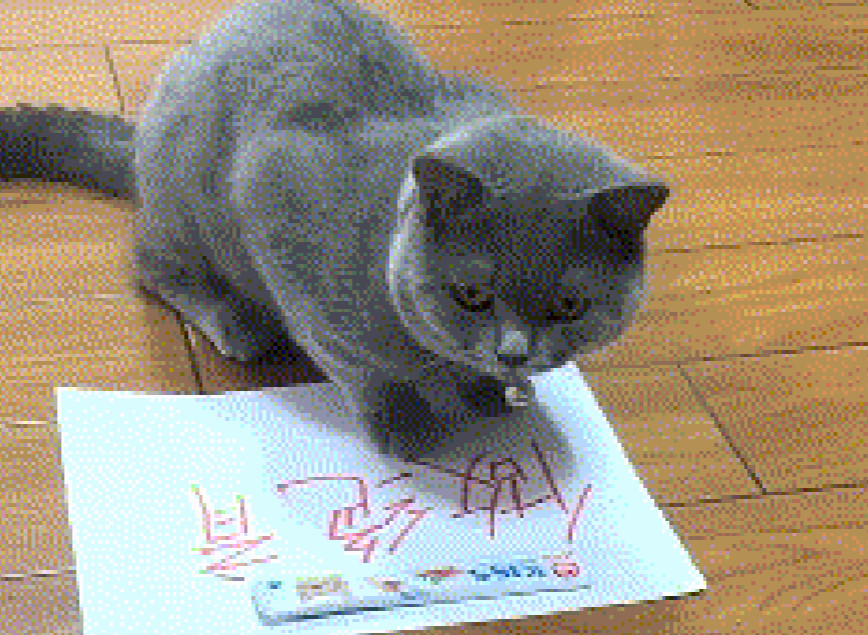 主人养猫本着你喜欢就好原则,给猫咪做选择题