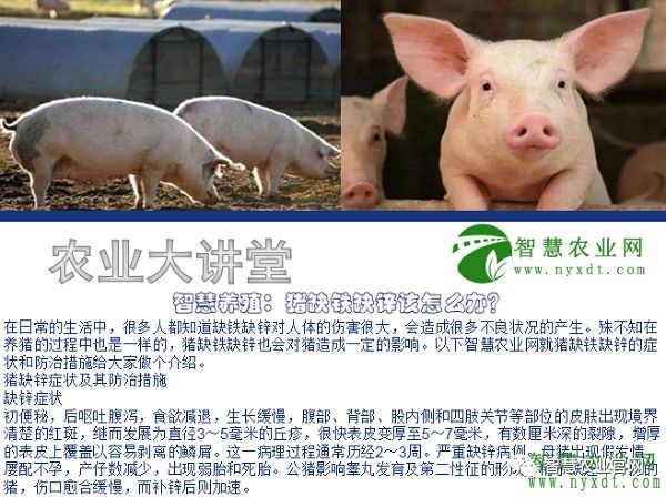 梦境中的智慧，解读做梦梦到猪的深层寓意