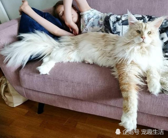 收养一只流浪猫,养了几个月后,这模样让人害怕