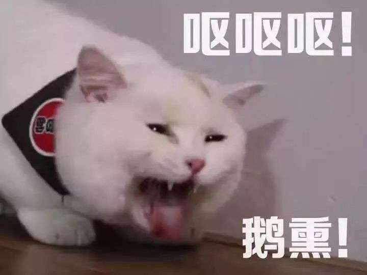 表情包:怎么不理人