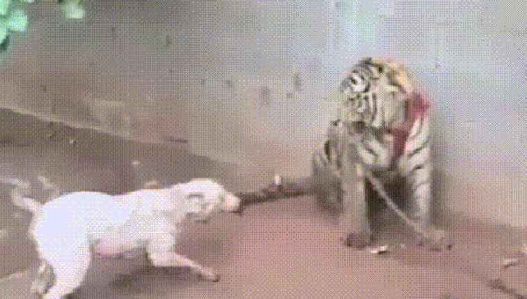 狗狗在老虎面前气压嚣张,当老虎脾气一来时,场