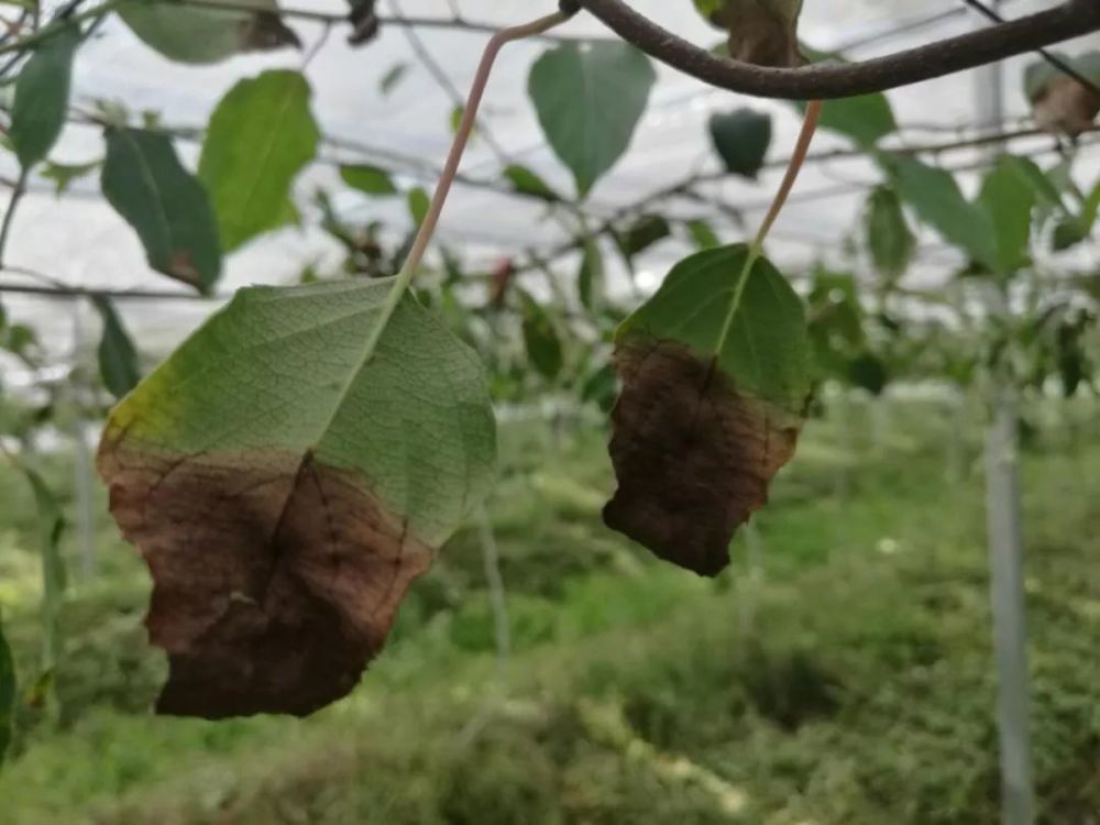 种猕猴桃必须认识的14种病害收藏