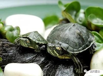 家里养龟的风水!养对了财运才旺!