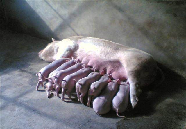 老兽医分享,猪群感染伪狂犬后典型症状,如何免疫伪狂犬效果好?