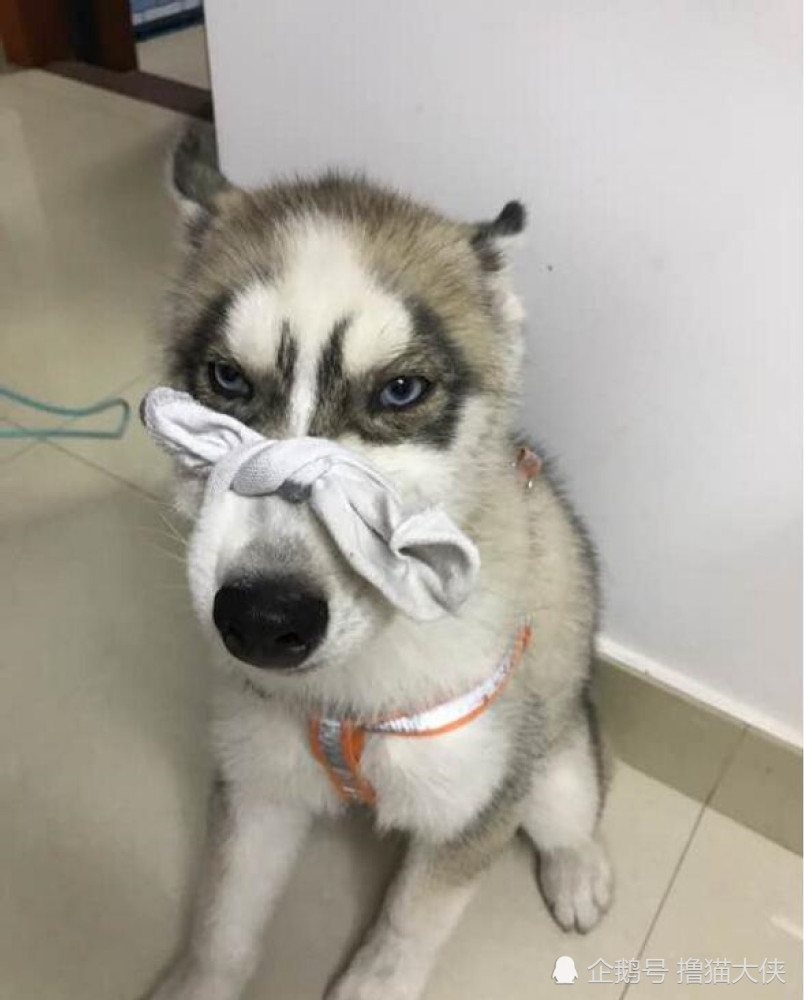 小哈士奇半夜乱叫，主人气的用臭袜子治它，网友一看笑到肚子疼