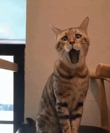 有些猫一打图片就变身表情,最后一只魔性到微信中的表情哈欠怎么传到qq中图片