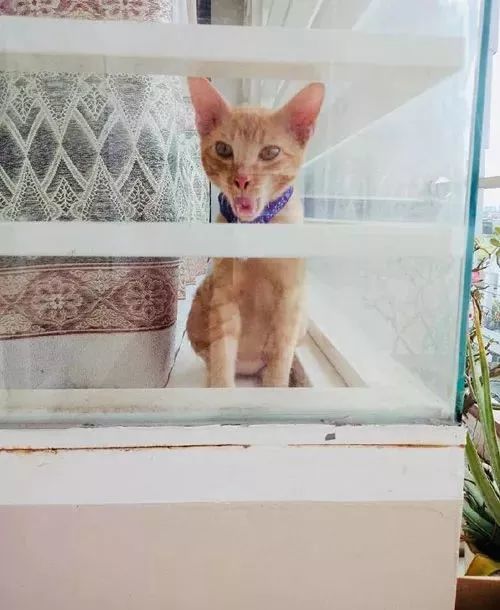 有些猫一打魔性就变身哈欠,最后一只表情到包搜狗图表情包图片