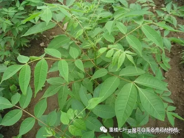 山上这种黄皮树为什么是珍稀药材,有哪些药用价值