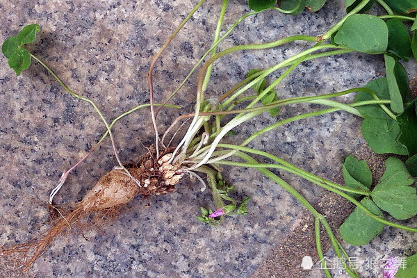 小时候吃的酸酸草,地下还有水晶萝卜?网友:都