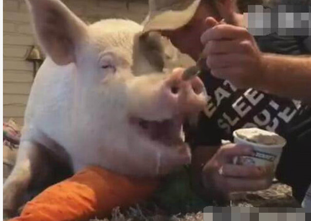 男子给宠物猪吃冰淇淋,大猪露出满脸的笑容,网友直呼
