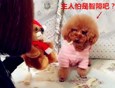 泰迪撕纸太严重,主人生气想奇招,吓得泰迪立