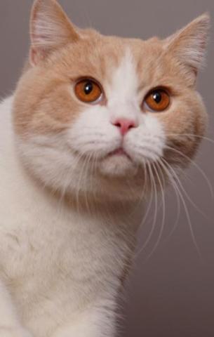 萌猫推荐:一位绅士的英国短毛猫,喜欢这个品种的一定要看看