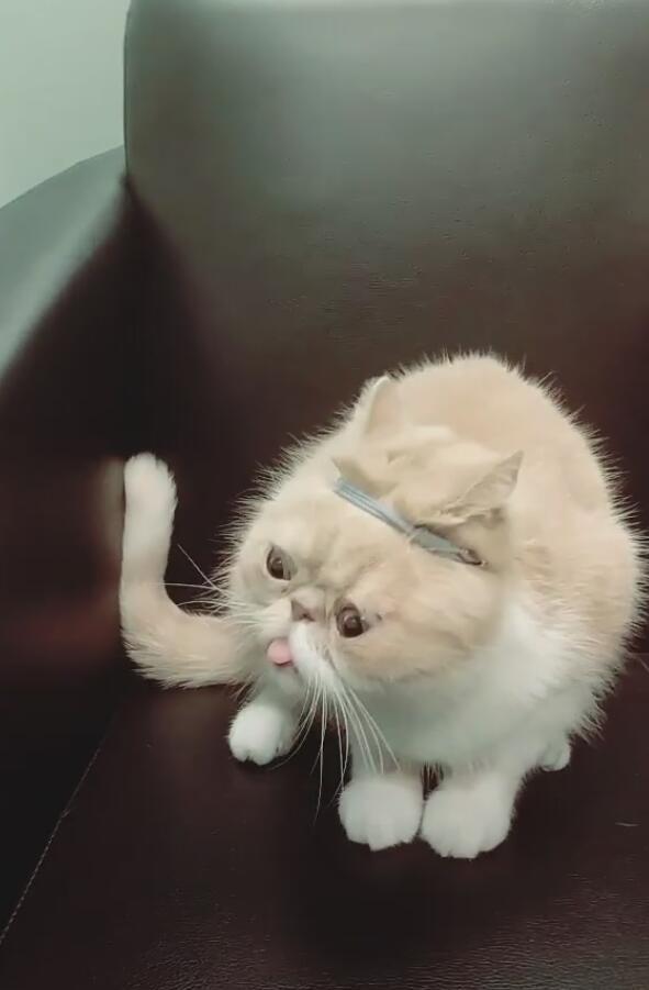 小猫戴上发圈金箍,摆出一副臭脸,丑萌出新境界