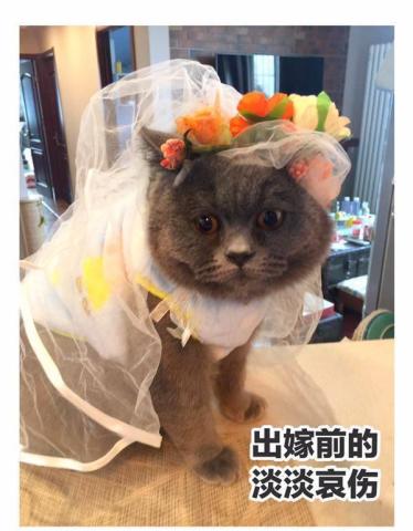 猫咪穿婚纱_可爱猫咪头像