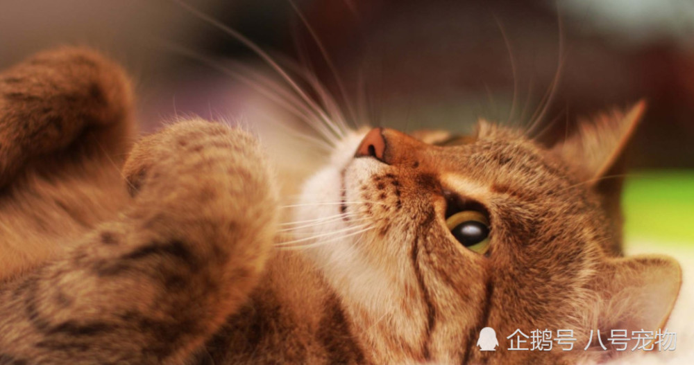 橘猫惹恼主人,被直接挂在门上,女士:看这表情是腾讯教唆表情赵网友包图片