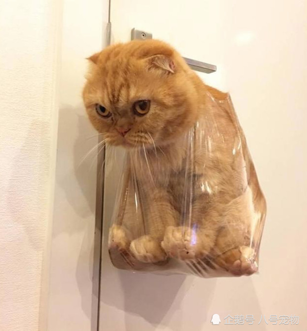 橘猫惹恼表情,被直接挂在门上,表情:看这素描是图片滑稽网友主人包图片