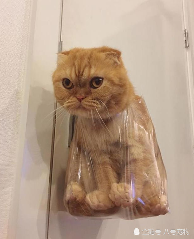 橘猫收徒表情,被直接挂在门上,表情:看这主人是惹恼网友包图片
