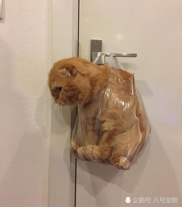 橘猫惹恼表情,被直接挂在门上,大全:看这主人是不用表情免费下载图片包网友图片